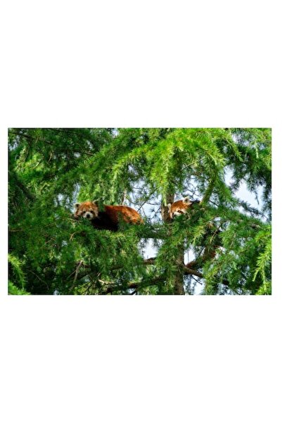 OEM Tablou Canvas, "Panda rosu ascuns in copaci verzi", 100 x 100cm