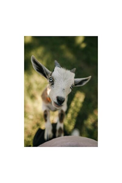OEM Tablou Canvas, "Capra curioasa in gradina de vara", 26 x 39cm
