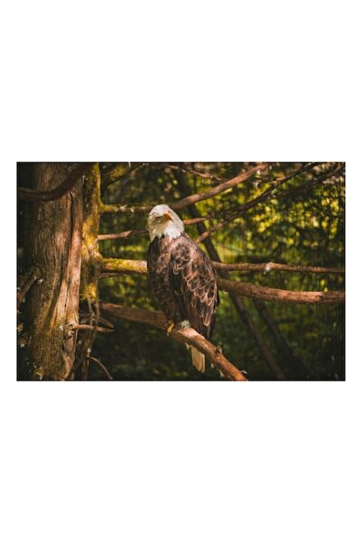 OEM Tablou Canvas, "Vulturul regal in padurea tacuta", Vultur, Majestuos, Nat...