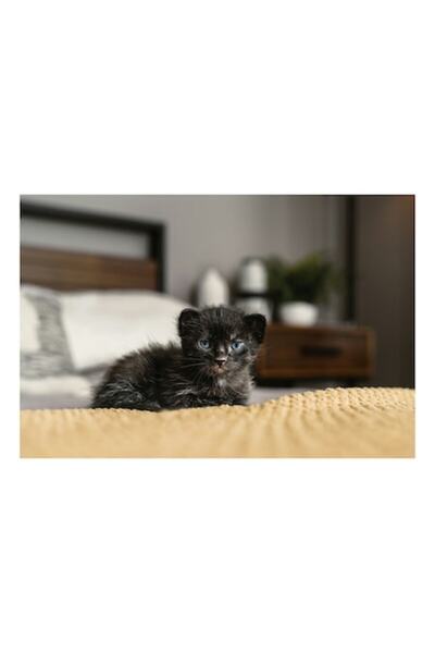 OEM Tablou Canvas, "Curiozitatea unui pui de pisica", 100 x 70cm