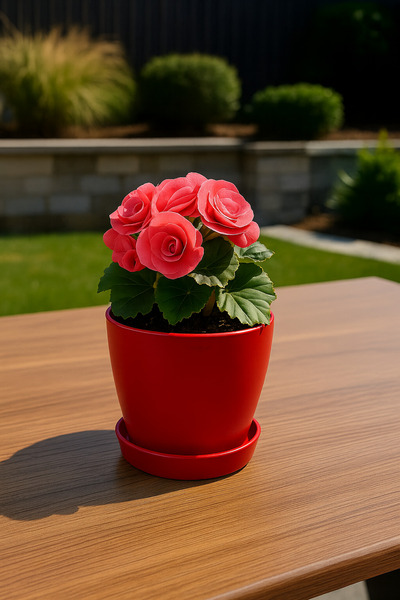 Melkan Home Modern Küçük Begonya Saksı 1,5 Litre Tabaklı Çiçek Saksısı – İç ve Dış Mekana Uygun 14x13 cm