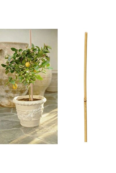 PROCART Bamboo stake for plant support, diameter 14 mm, length 180 cm