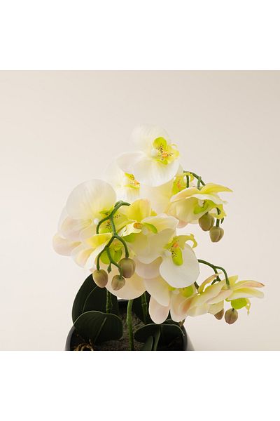 homez yellow moth orchid in ceramic pot 41*41*42cm