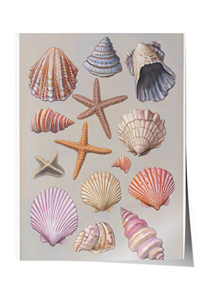Zestia Αφίσα χωρίς πλαίσιο, Θαλασσινά κοχύλια, με ροζ φόντο, Σχέδιο συλλογής ...