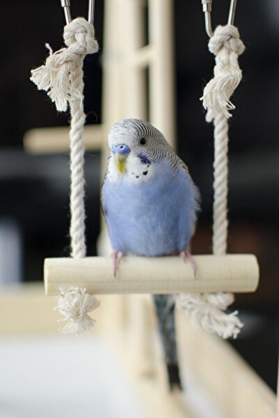 funny bunny أرجوحة قفص البادجي - لعبة الطيور