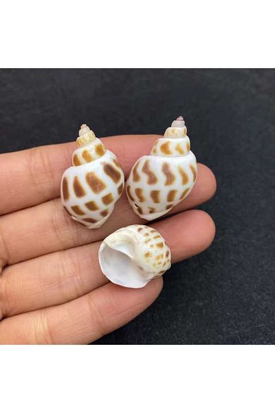 yiğit aksesuar 10Pcs Perforated Giraffe Spotted Seashell Jewelry Making Supplies