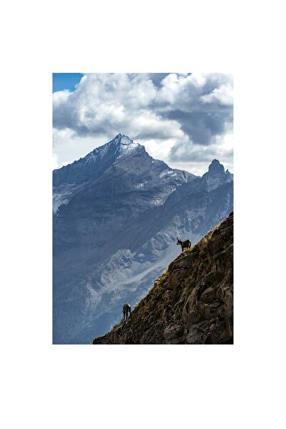 OEM Tablou Canvas, "Capre negre in alpii stancosi", 70 x 100cm