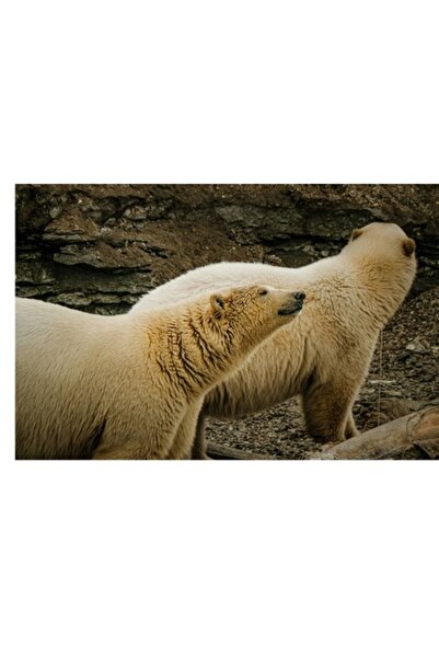 OEM Tablou Canvas, 'Ursii polari adulmecand vantul rece', 70 x 50 cm