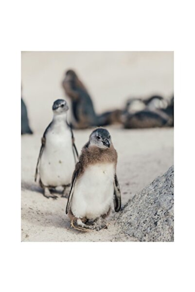 OEM Tablou Canvas, "Pinguini curiosi pe tarmul nisipos", 50 x 90cm