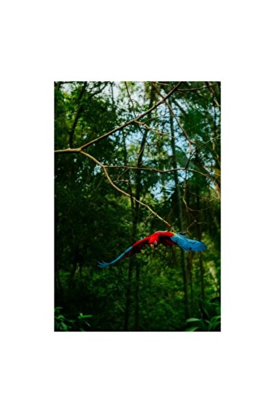 OEM Tablou Canvas, "Macaw in zbor prin padurea tropicala", 70 x 100cm