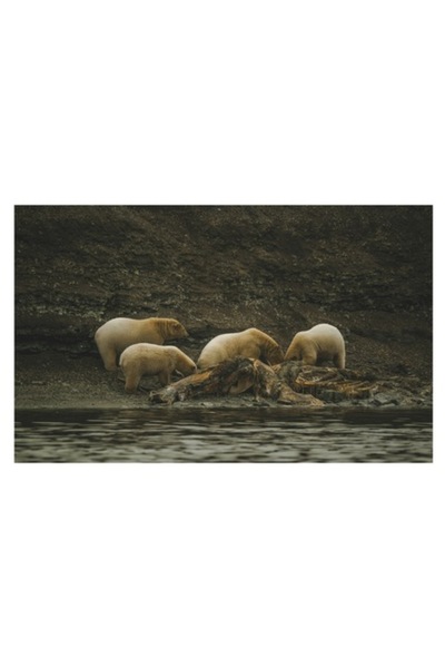 OEM Tablou Canvas, 'Ursii polari pe malul stancos'