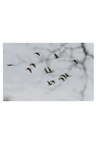 OEM Tablou Canvas, "Dansul cocorilor sub cer innorat", 100 x 70cm