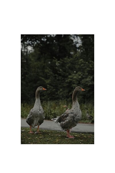 OEM Tablou Canvas, "Doi gaste la marginea padurii", 50 x 90cm