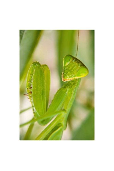 OEM Tablou Canvas, "Ragazul mantidei in lumina verde", 39 x 54cm