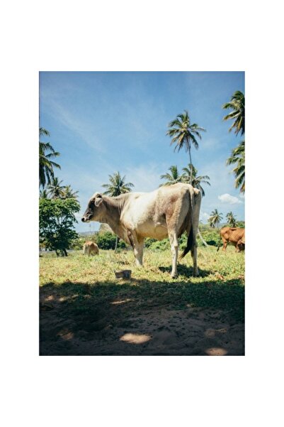 OEM Tablou Canvas, 'Vaca sub palmieri tropicali'