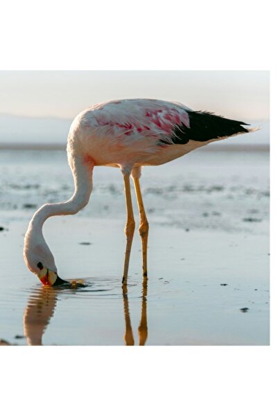 OEM Tablou Canvas, "Flamingo gingas pe malul apei", 100 x 150cm