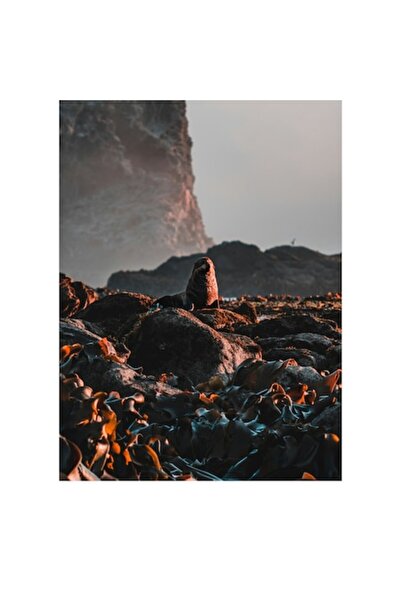 OEM Tablou Canvas, "Leul de mare pe stanci marine", 50 x 70cm