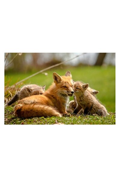 OEM Pictură pe pânză, „Vulpea cu puii ei jucăuși”, Vulpe, Pui, Blană, Iarbă, ...