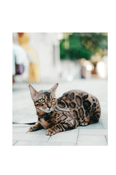 OEM Tablou Canvas, "Pisica bengaleza pe strada pustie", 50 x 90cm