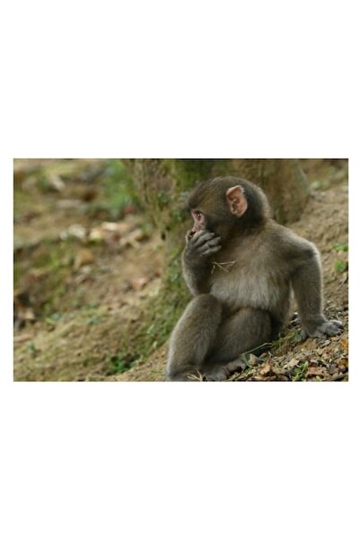 OEM Tablou Canvas, "Maimuta contemplativa langa copac", 39 x 26cm