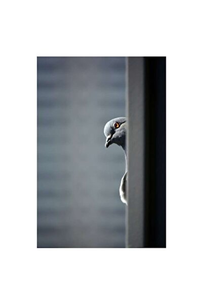 OEM Tablou Canvas, "Porumbelul curios din umbra urbana", 50 x 90cm