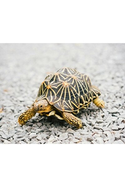 OEM Tablou Canvas, Testoasa pe pietris