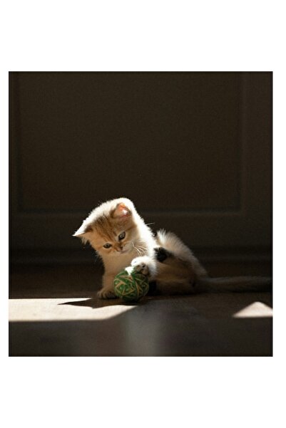 OEM Tablou Canvas, "Pisoiul curios si mingea colorata", 50 x 70cm