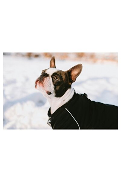 OEM Tablou Canvas, "Caine in zapada privind cerul", 50 x 50cm