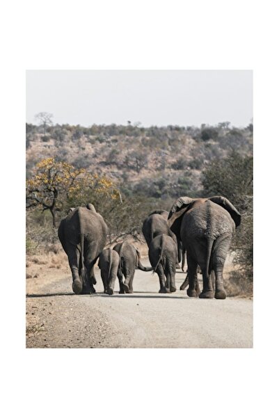 OEM Tablou Canvas, "Familie de elefanti pe drum intins", 100 x 150cm