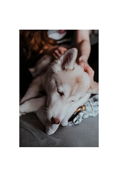 OEM Tablou Canvas, "Catel obosit se odihneste calm", 50 x 70cm