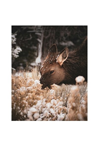 OEM Tablou Canvas, "Iarna si linistea caprioarei pascand", 50 x 90cm