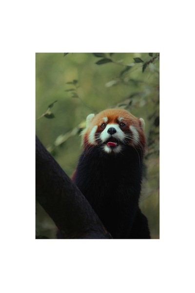 OEM Tablou Canvas, "Micul panda printre crengile verzi", 50 x 50cm