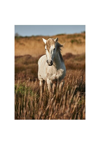 OEM Pictură pe pânză, „Un cal alb în sălbăticie”, 26 x 39 cm