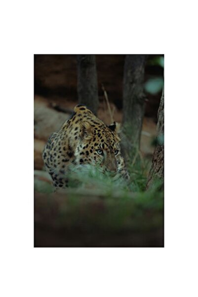 OEM Tablou Canvas, "Leopardul in apropierea prazii sale", 100 x 100cm