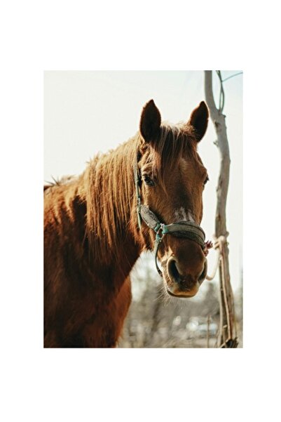 OEM Tablou Canvas, "Calul viselor sub cer senin", 70 x 100cm