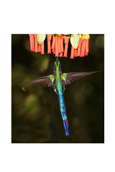 OEM Tablou Canvas, "Colibri in zbor spre flori rosii", 50 x 50cm