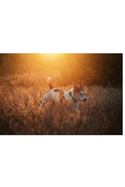 OEM Tablou Canvas, "Caine alergand in lumina apusului", 54 x 39cm
