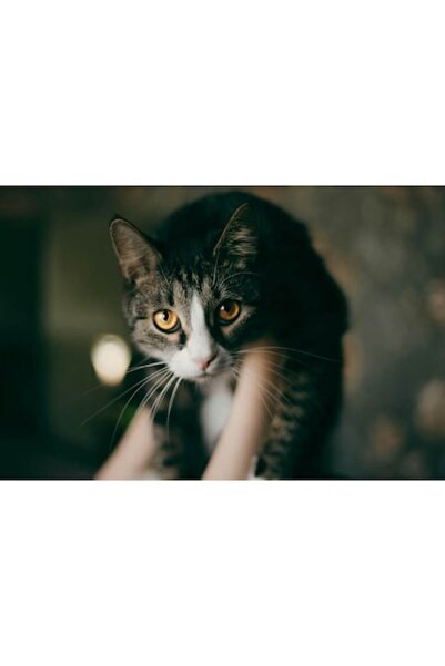 OEM Tablou Canvas, "Pisica cu privire patrunzatoare", 70 x 50cm