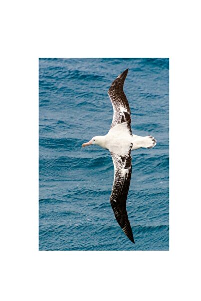 OEM Tablou Canvas, "Albatros survoland oceanul albastru", 50 x 70cm