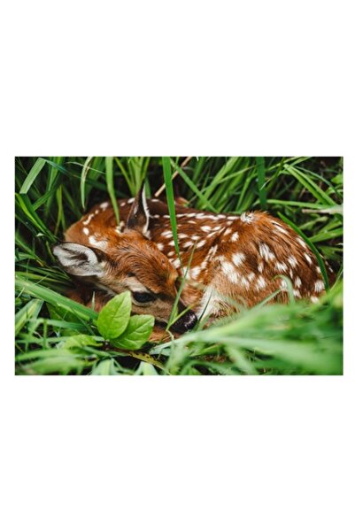 OEM Tablou Canvas, "Odihna puiului de caprioara in iarba", 54 x 39cm