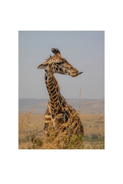 OEM Tablou Canvas, "Ghepardul in splendoarea savanei africane", 50 x 50cm