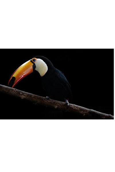 OEM Pictură pe pânză „Tucan pe creangă în întuneric adânc”, 90 x 50 cm