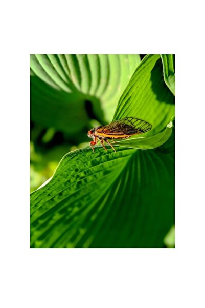 OEM Tablou Canvas, "Cicada odihnindu-se pe frunza verde", 50 x 70cm