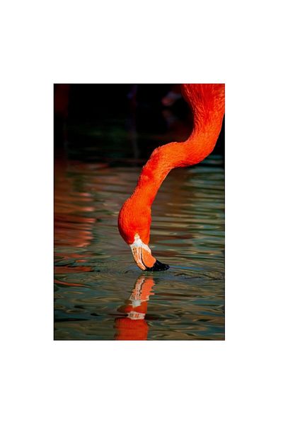 OEM Tablou Canvas, "Flamingo rosu band apa liliachie", 50 x 50cm