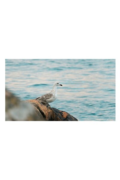 OEM Tablou Canvas, "Pescarus pe stanci la malul marii", 90 x 50cm