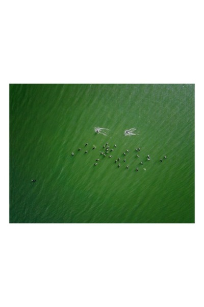 OEM Tablou Canvas, "Dansul pasarilor pe lac verde", 100 x 100cm