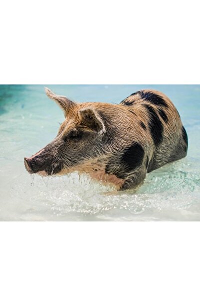 OEM Tablou Canvas, "Porcul aventuros in mare albastra", 70 x 50cm