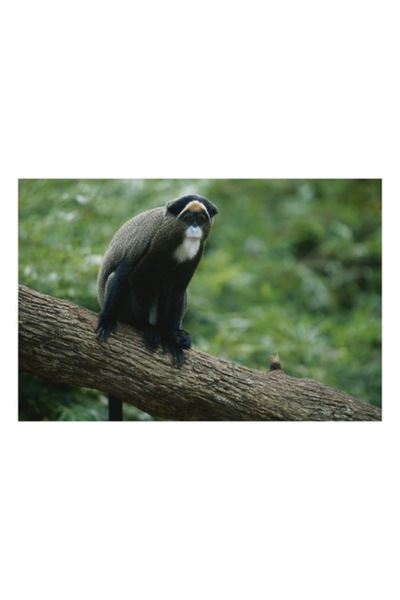 OEM Tablou Canvas, "Maimuta contemplativa pe trunchiul gros", 70 x 50cm