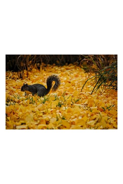 OEM Pictură pe pânză, „Veveriță printre frunzele galbene de toamnă”, 70 x 50 cm