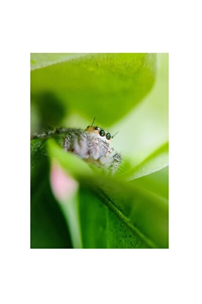 OEM Tablou Canvas, "Paianjenul si frunzele primaverii verzi", 70 x 100cm